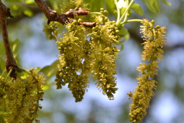 Gleditsia triacanthos f. inermis - Flower