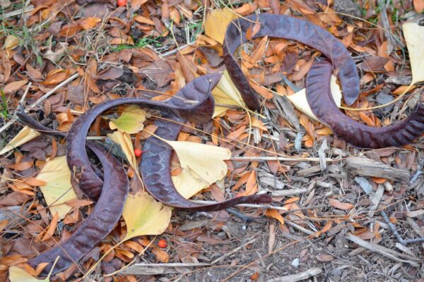 Gleditsia triacanthos f. inermis - Fruit