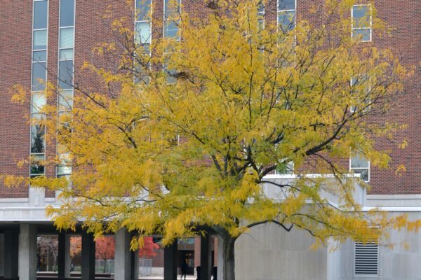 Gleditsia triacanthos f. inermis - Fall Color