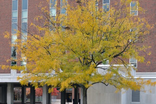 Gleditsia triacanthos f. inermis - Fall Color