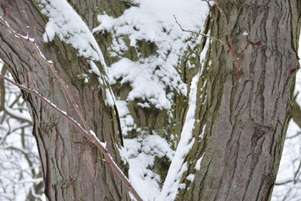 Gleditsia triacanthos f. inermis - Winter Interest