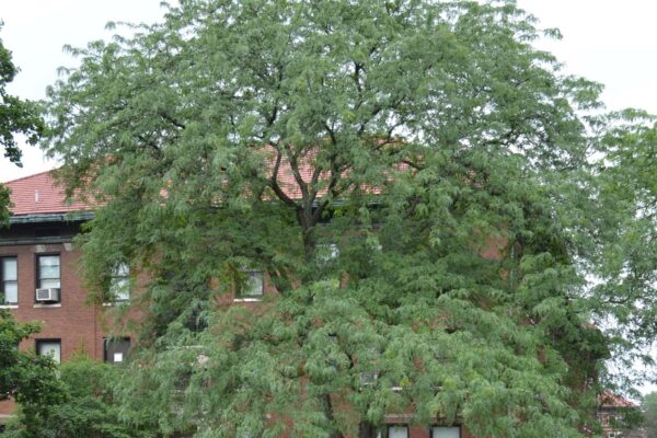 Gleditsia triacanthos f. inermis - Tree Habit