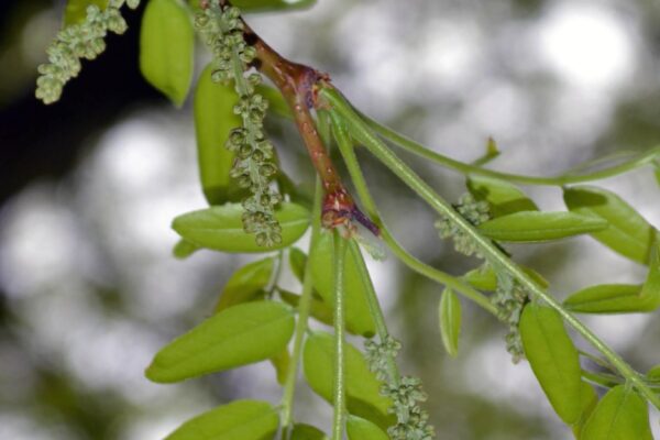 Gleditsia triacanthos f. inermis - Flower Buds