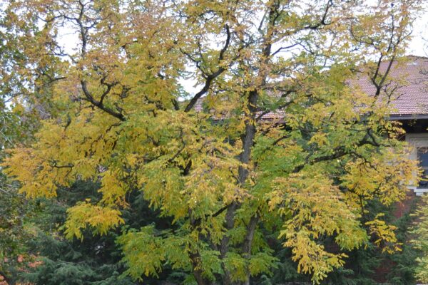 Gymnocladus dioicus - Fall Color