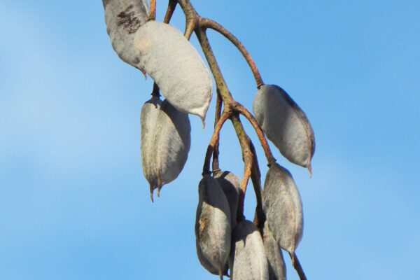 Gymnocladus dioicus - Mature Fruit in Winter