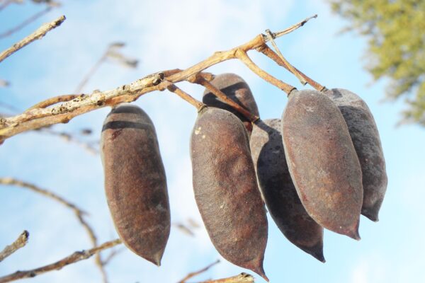 Gymnocladus dioicus - Mature Fruit in Winter