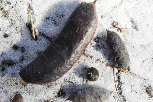 Gymnocladus dioicus - Fruit Size Variation & Seed