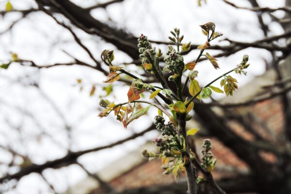 Gymnocladus dioicus - Emerging Leaves