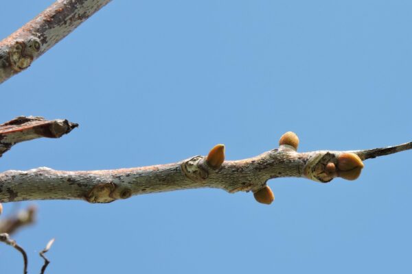 Gymnocladus dioicus - Buds