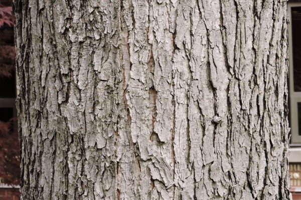 Gymnocladus dioicus - Bark