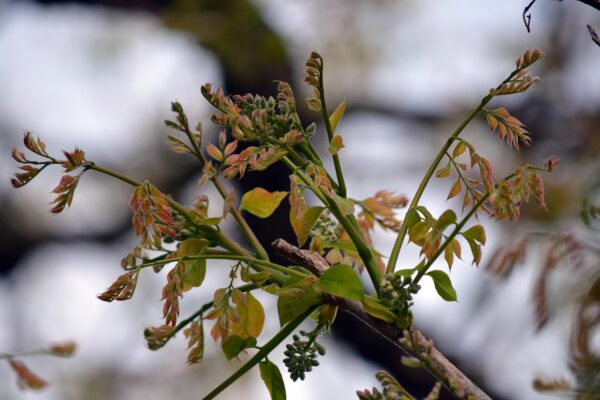 Gymnocladus dioicus - Emerging Foliage