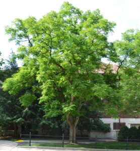 Gymnocladus dioicus - Overall Habit