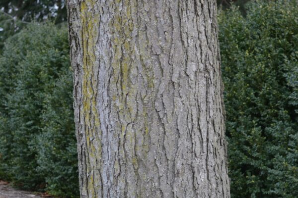 Gymnocladus dioicus - Bark