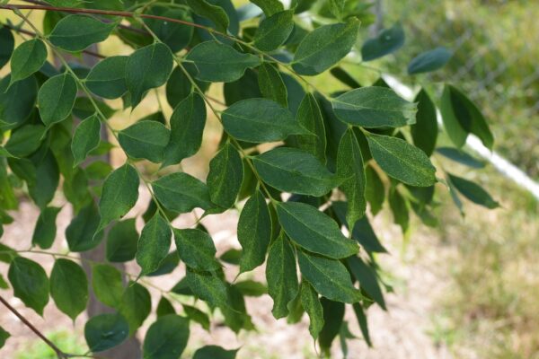 Gymnocladus dioicus - Foliage