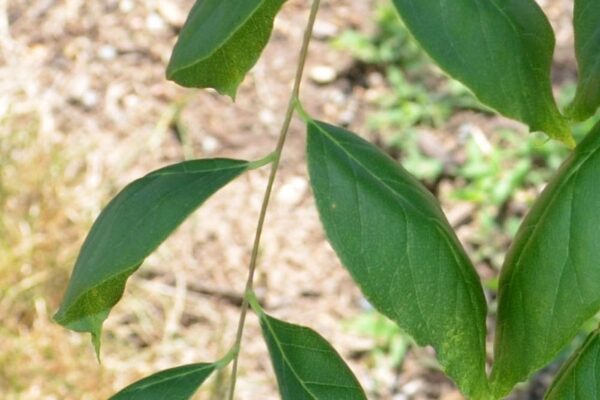 Gymnocladus dioicus - Leaf
