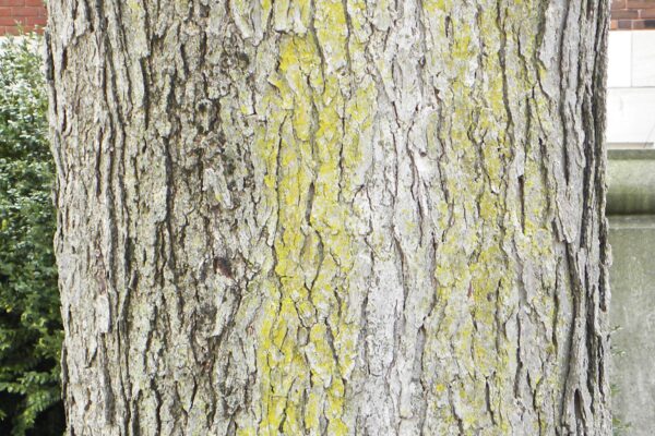 Gymnocladus dioicus - Bark