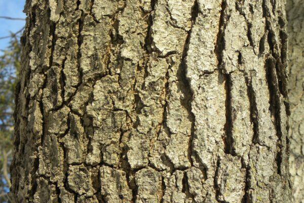 Gymnocladus dioicus - Bark