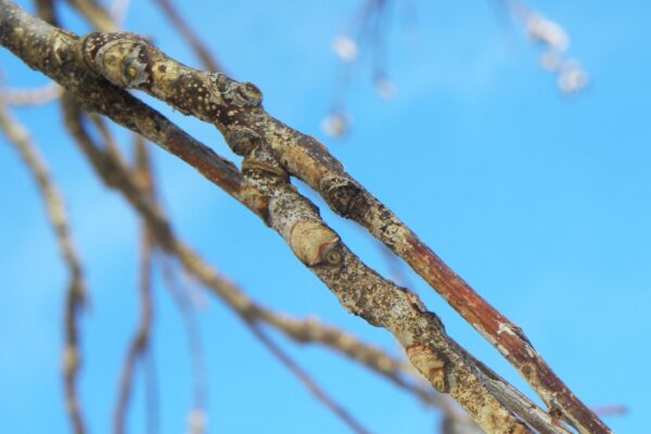 Gymnocladus dioicus - Twig & Buds