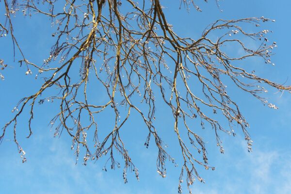 Gymnocladus dioicus - Winter Canopy