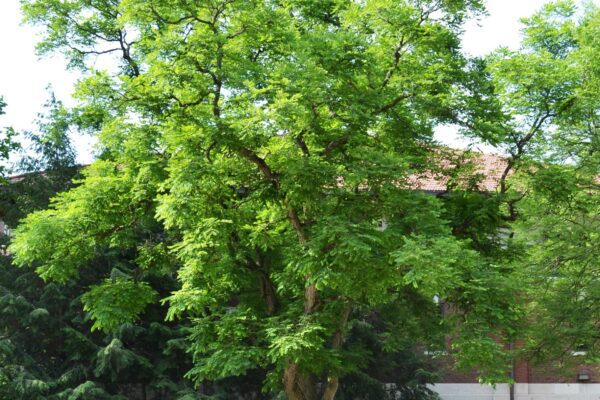 Gymnocladus dioicus - Overall Habit