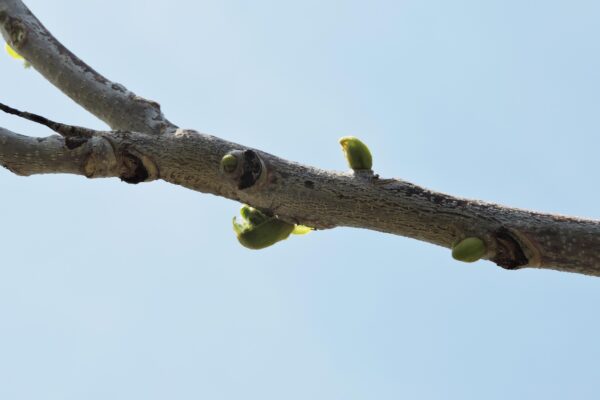 Gymnocladus dioicus ′Espresso′ - Buds