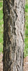 Gymnocladus dioicus ′Espresso′ - Bark