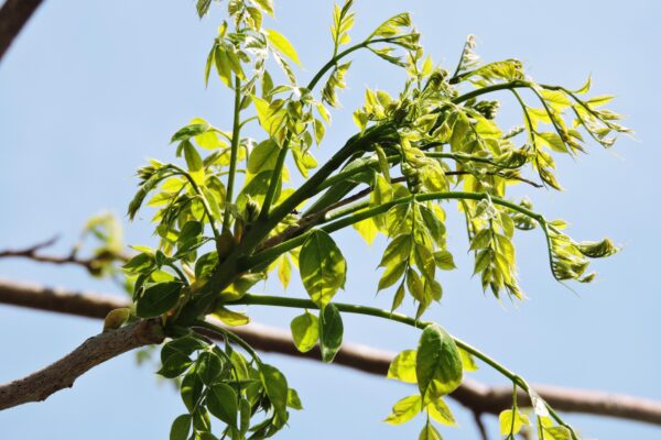 Gymnocladus dioicus ′Espresso′ - Emerging Foliage