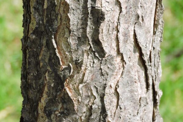Gymnocladus dioicus &prime;Espresso&prime; - Bark