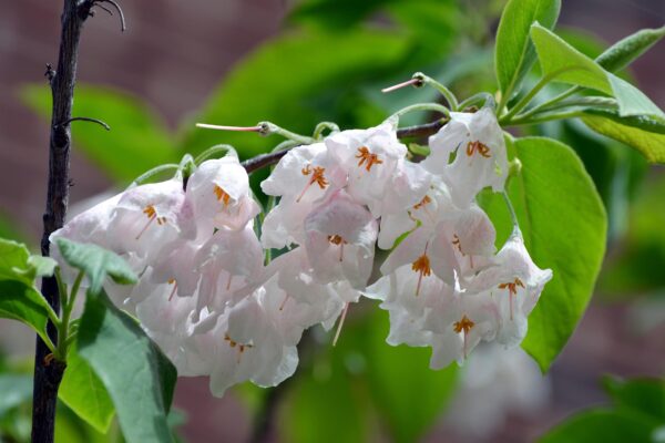 Halesia carolina - Flowers
