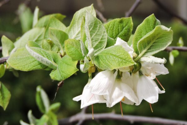 Halesia carolina - Bark
