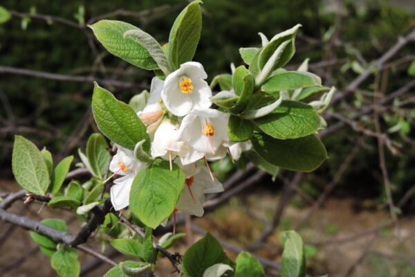Halesia carolina - Flowers and Foliage