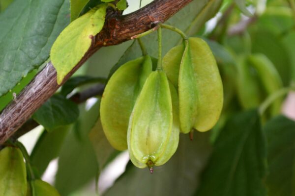 Halesia carolina - Young Fruit
