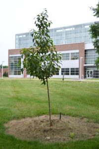 Halesia carolina - Overall habit