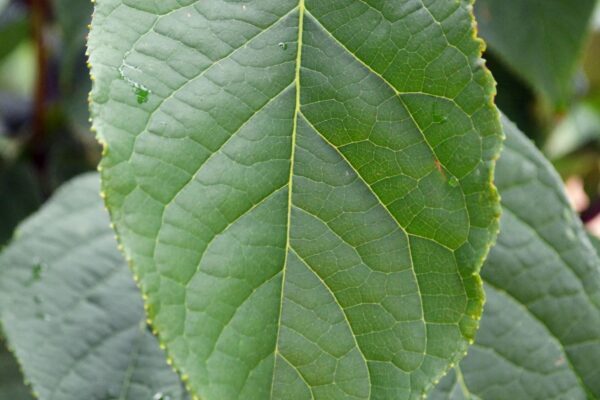 Halesia carolina - Leaf
