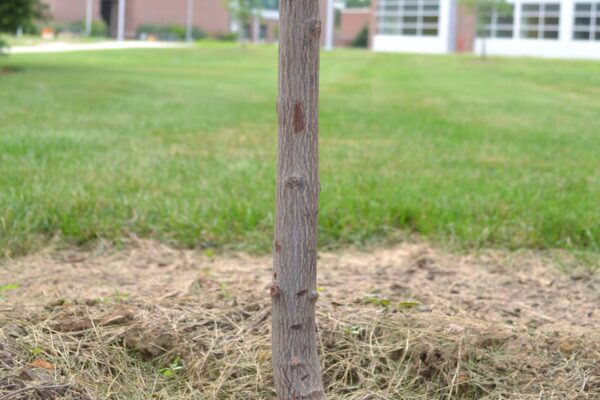 Halesia carolina - Young Bark