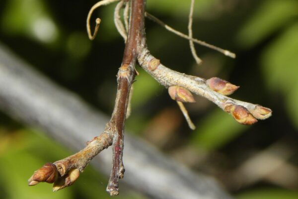 Halesia carolina - Buds