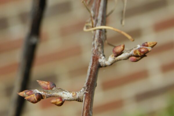 Halesia carolina - Buds