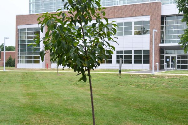Halesia carolina - Overall habit