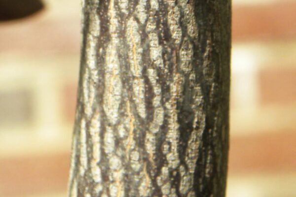 Halesia carolina - Young Bark