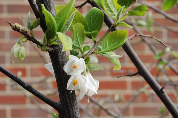 Halesia carolina - Flowers