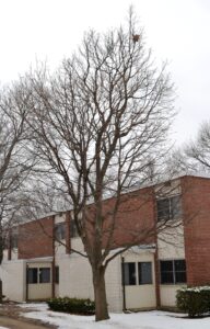 Acer platanoides ′Columnare′ - Winter Habit