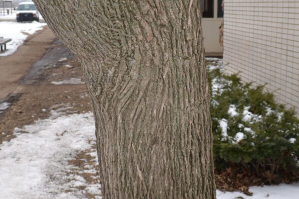 Acer platanoides ′Columnare′ - Trunk