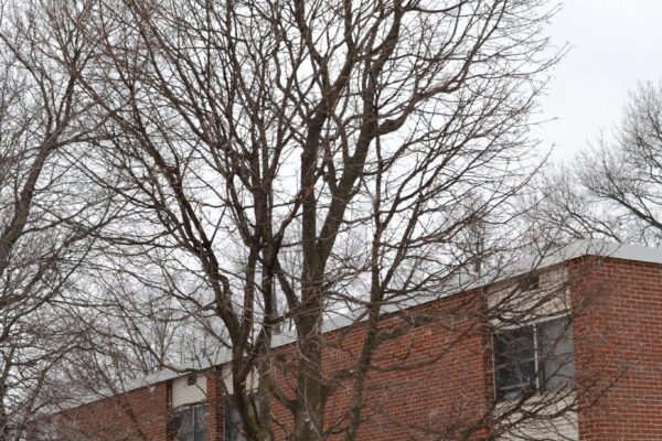 Acer platanoides ′Columnare′ - Winter Habit
