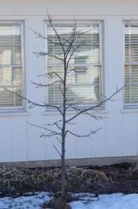 Halesia carolina ′Arnold Pink′ - Winter Habit