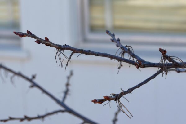 Halesia carolina ′Arnold Pink′ - Twigs and Buds
