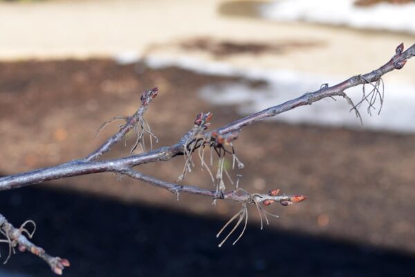 Halesia carolina ′Arnold Pink′ - Twigs and Buds