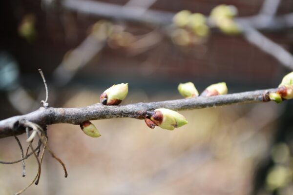 Halesia carolina ′Arnold Pink′ - Buds
