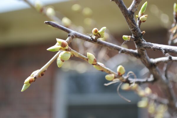 Halesia carolina ′Arnold Pink′ - Buds