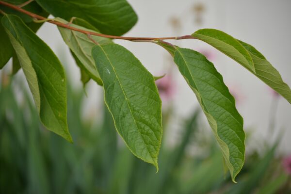 Halesia carolina ′Arnold Pink′ - Leaves