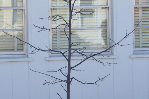 Halesia carolina ′Arnold Pink′ - Winter Habit